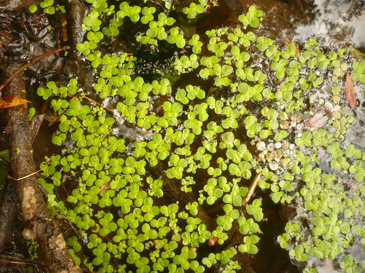 Spirodela polyrhiza (Araceae)